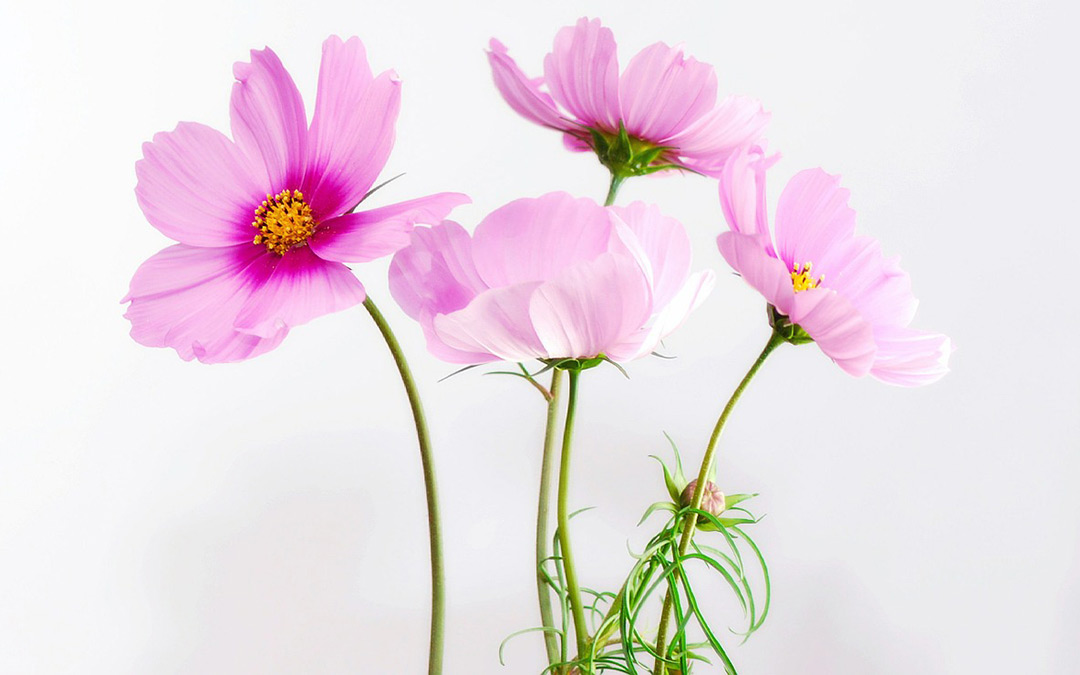 How to clean your dirty vacuum